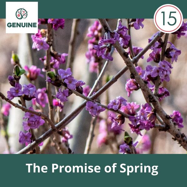 15 The Promise of Spring